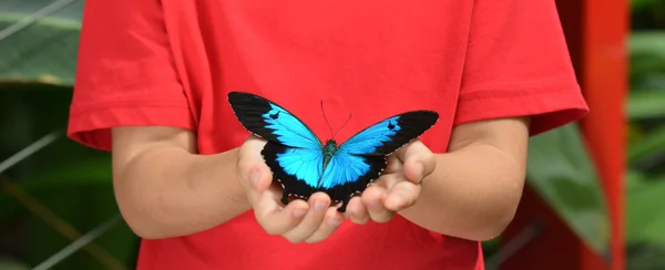 Händerna på en liten flicka innehar en Ulysses Swallowtail — Stockfoto