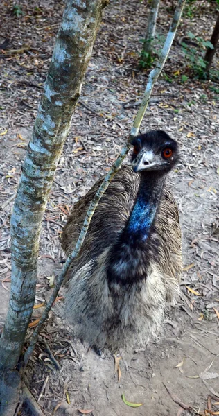 Flygfoto över Emu — Stockfoto