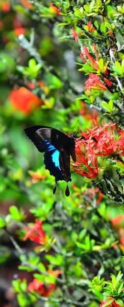 Ulysses Swallowtail kelebek profil yan görünüm — Stok fotoğraf