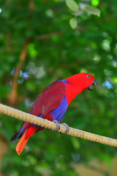 Eclectus loro hembra (rojo ) —  Fotos de Stock