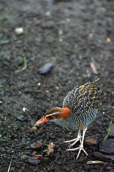 Buff-banded Rail boven weergave — Stockfoto