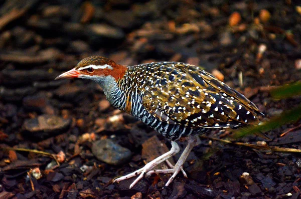 Buff-banded Rail vista lateral del perfil — Foto de Stock