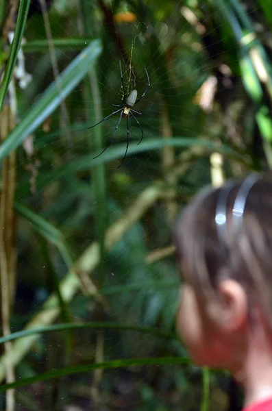 Aranha-tecelã-orbe de seda dourada — Fotografia de Stock