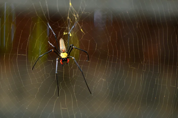 Aranha-tecelã-orbe de seda dourada — Fotografia de Stock