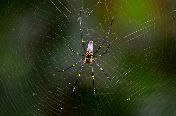 Золотой шёлковый паук — стоковое фото