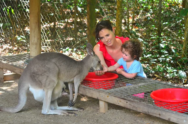 Madre e figlio nutrono un canguro grigio nel Queensland Australia — Foto Stock