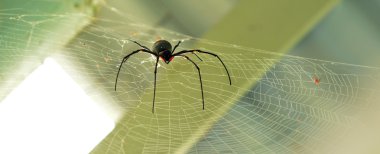 Altın ipek orb weaver örümcek erkek