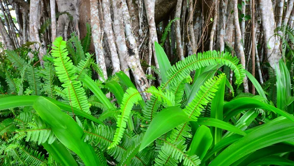 Green fern leaves growing under Banyan tree aerial roots — Stock Photo, Image