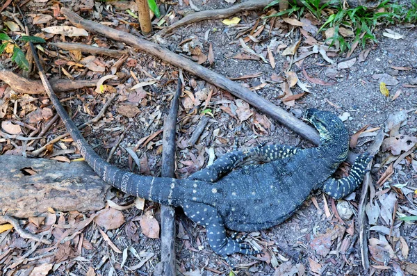 Lagarto monitor de encaje — Foto de Stock