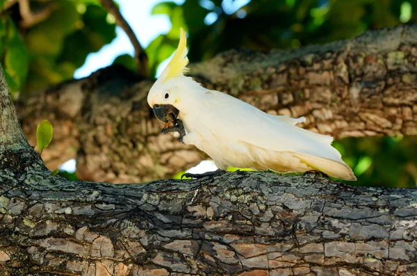 Cacao bianco mangiare su un ramo d'albero — Foto Stock