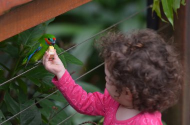 Küçük çocuk bir incir papağan beslemek