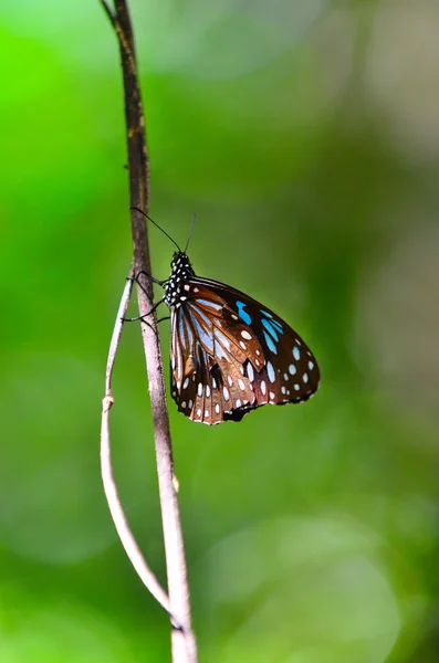 Blue Tiger farfalla profilo vista laterale — Foto Stock