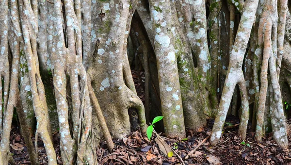 Racines aériennes d'arbre de Banyan — Photo