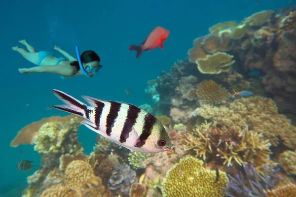 Snorkelen in het Great Barrier Reef Queensland Australië — Stockfoto