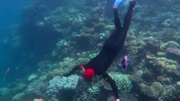 Свободное погружение в коралловый риф в коралловом море на Большом Барьерном рифе — стоковое видео