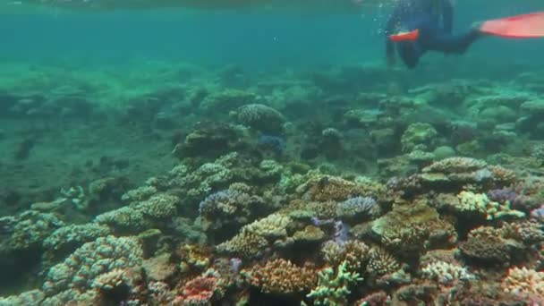 산호 바다 그레이트 배리어 리프에 스노클링 하는 여자 — 비디오