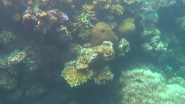 Coral sea great barrier reef Queensland Australia — Stock Video