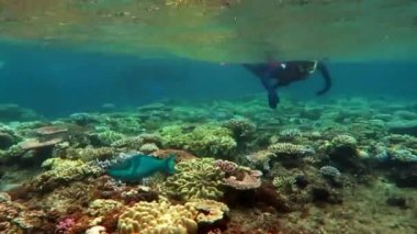 Mercan Denizi great barrier reef dalış kadın