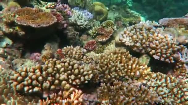 Коралловое море Большой барьерный риф Квинсленд Австралия — стоковое видео