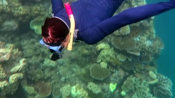 Mujer buceando en el mar de coral gran barrera de arrecife — Vídeo de stock