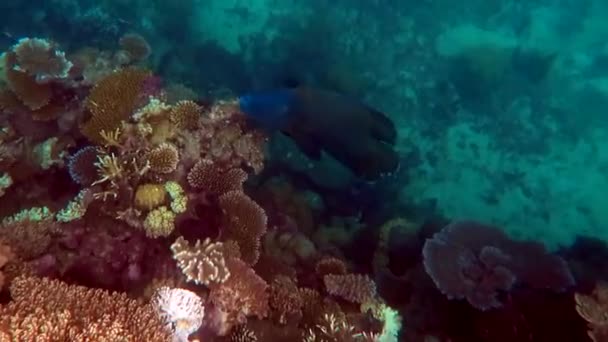 Humphead pyskoun Korálového moře Velkého bariérového útesu Queensland Austrálie — Stock video