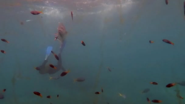 산호 바다 그레이트 배리어 리프에 스노클링 하는 여자 — 비디오