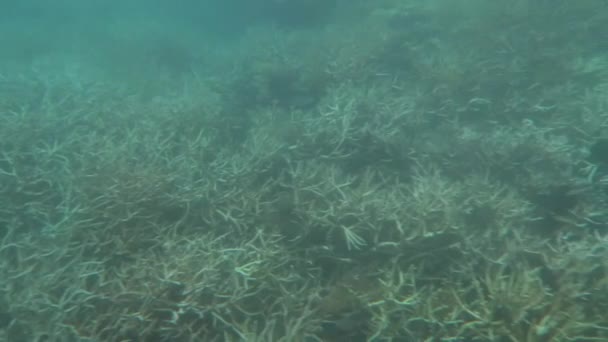 Отбеливание кораллов в коралловом море Большой барьерный риф Квинсленд Австралия — стоковое видео