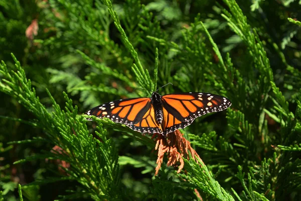 Papillon monarque sur un arbre . — Photo