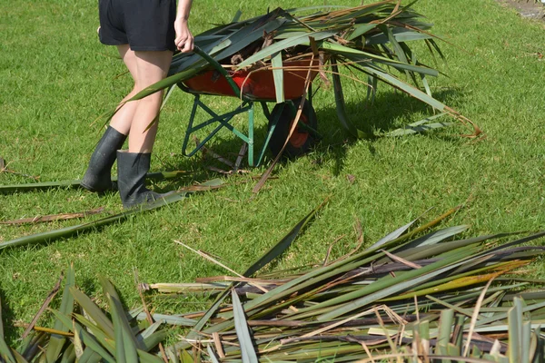 Frau sammelt Flachsblätter — Stockfoto