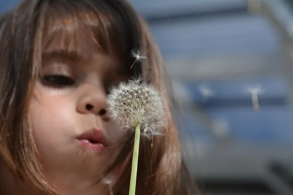 Liten flicka blow maskros växt — Stockfoto