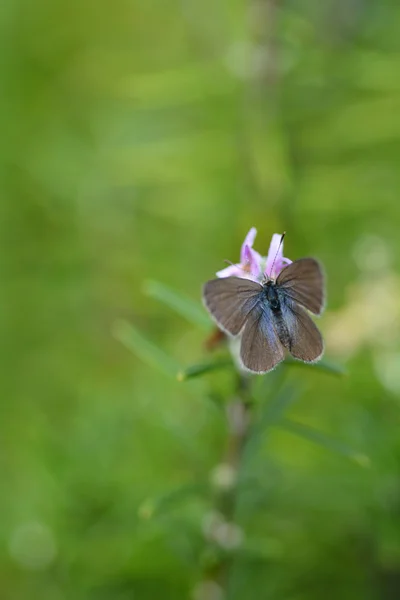 Pieris rapae küçük lahana beyaz kelebek — Stok fotoğraf