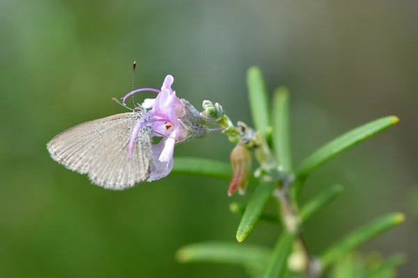 Pieris rapae petit chou papillon blanc — Photo