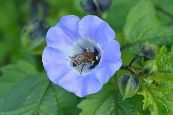 Honungsbinas samla nektar från en lila blomma — Stockfoto