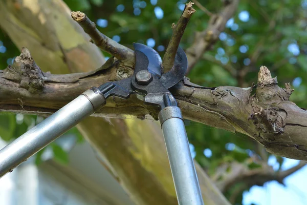 Tree Pruner cuts a tree branch — Stock Photo, Image