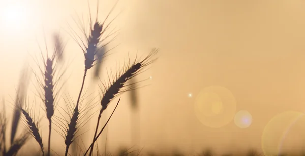 Campo de trigo quente ao pôr do sol com chama da lente — Fotografia de Stock