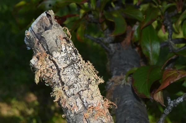 Lichen covering Peach tree — Stock Photo, Image