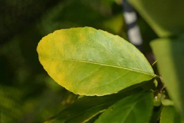 Hoja de árbol de Feijoa con deficiencia de magnesio — Foto de Stock