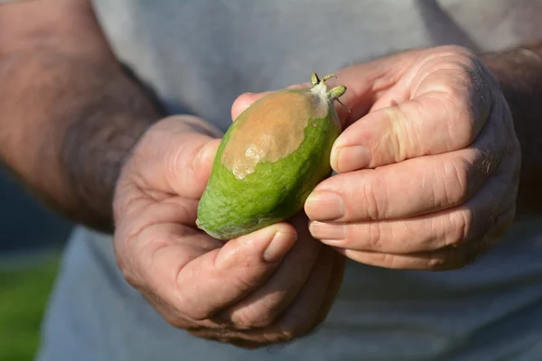 Oudere man handen houden een Feijoa septisch tegen blossom - einde rot — Stockfoto