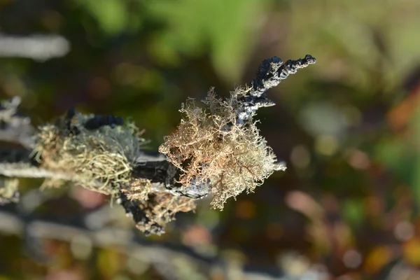 Lichene che copre l'albero di pesca — Foto Stock