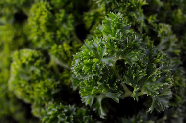 Detay kadar yakın maydanoz yaprakları