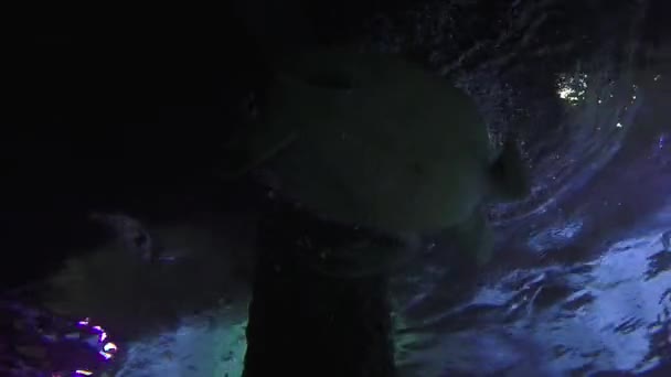 Πράσινη θαλάσσια χελώνα — Αρχείο Βίντεο
