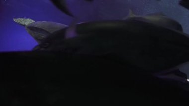 Yeşil deniz kaplumbağası ve scuba diver