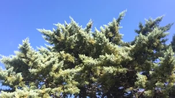 Vue d'oiseau voler dans un arbre — Video