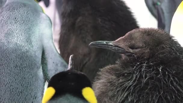 Baby kung pingvin — Stockvideo
