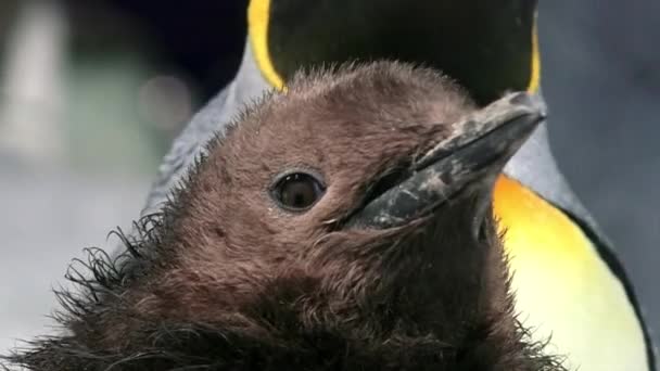Bebé rey pingüino — Vídeos de Stock