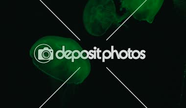 Yeşil flüoresan denizanası