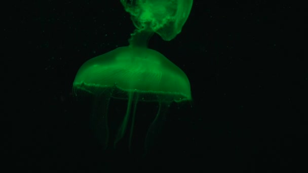 Зеленые флуоресцентные медузы — стоковое видео