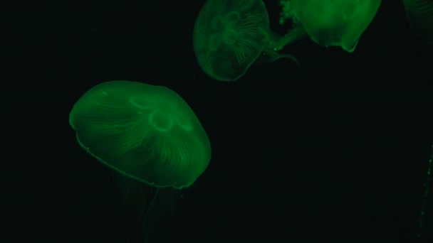 Зеленые флуоресцентные медузы — стоковое видео