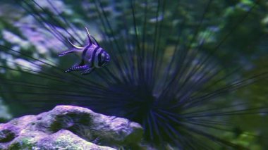 Banggai Kardinaller tropikal balık 