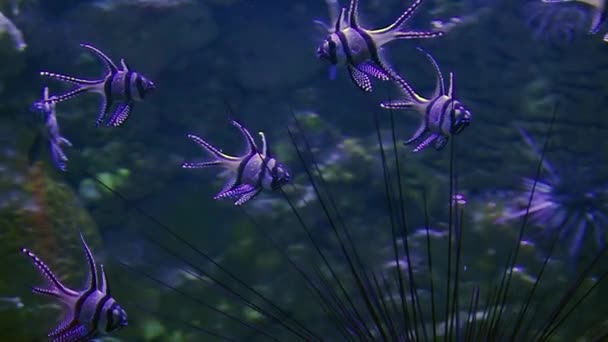 Banggai cardenalfish peces tropicales — Vídeo de stock